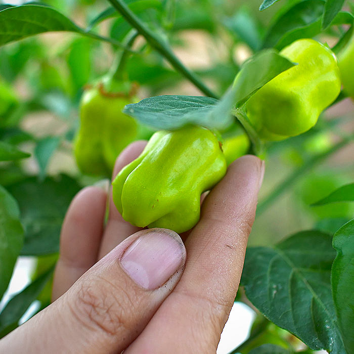 Green Aji Wrecking Ball on plant