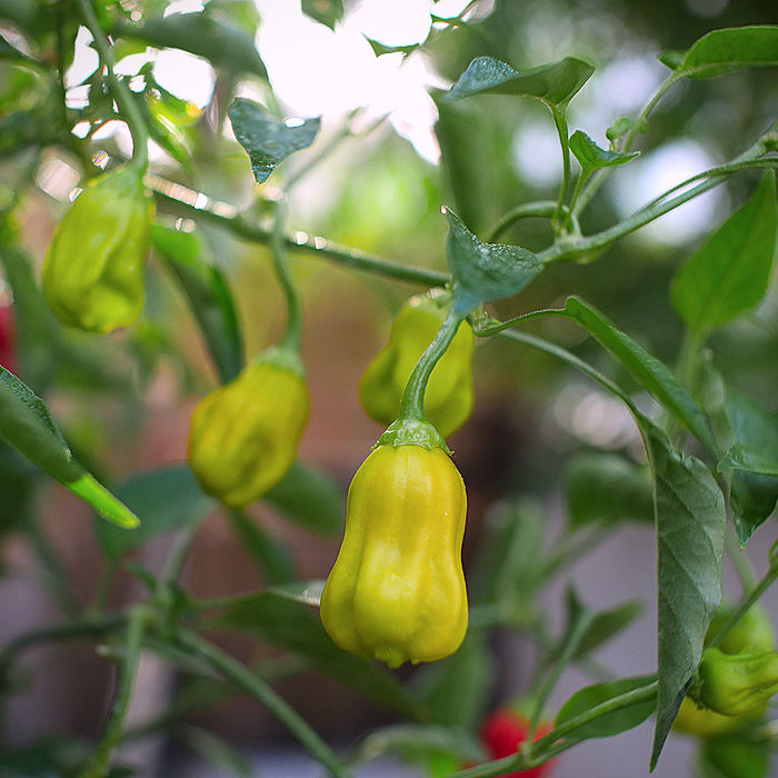 Green Aji Wrecking Ball pods