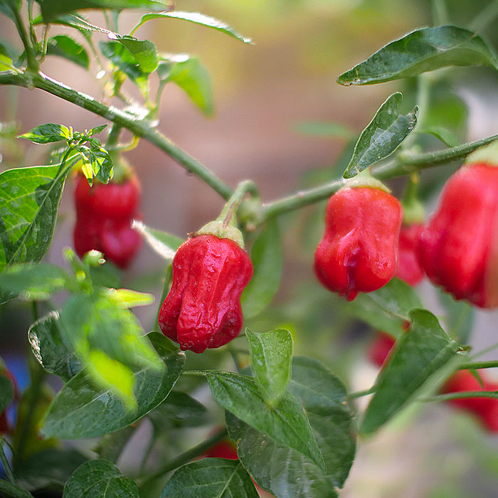 Aji Wrecking Ball pods on plant