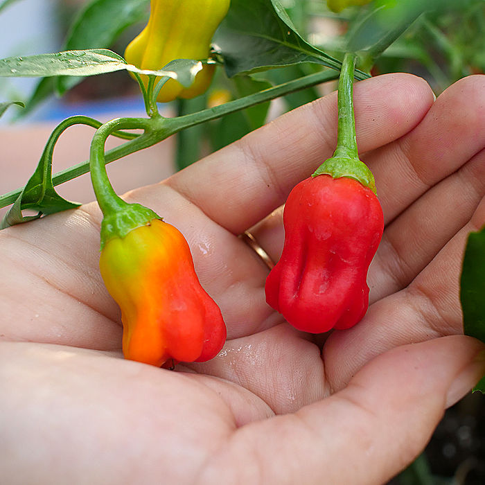 Lemon Habanero 