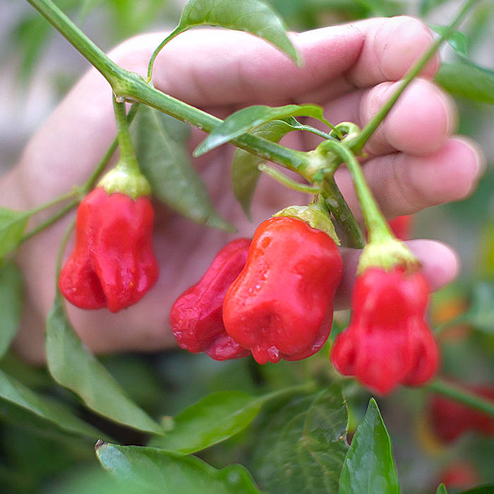 Red Aji Wrecking Ball pods on plant