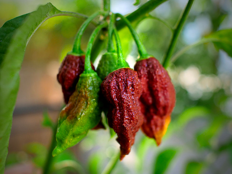 chocolate bhut jolokia pods