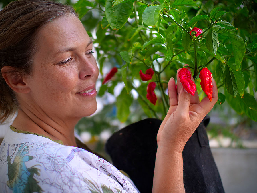 red bhut jolokia