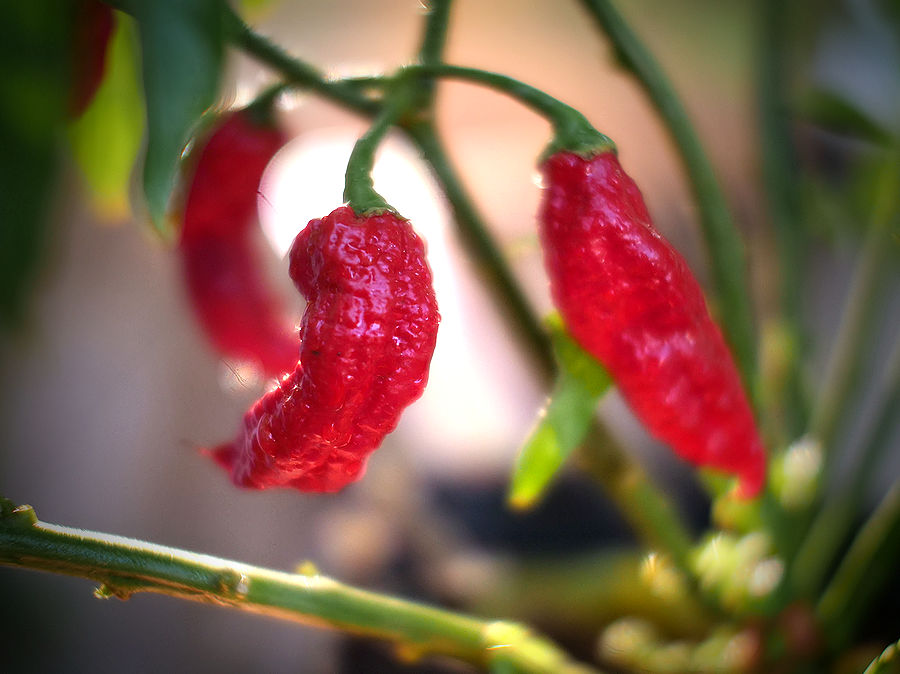 red bhut jolokia pods