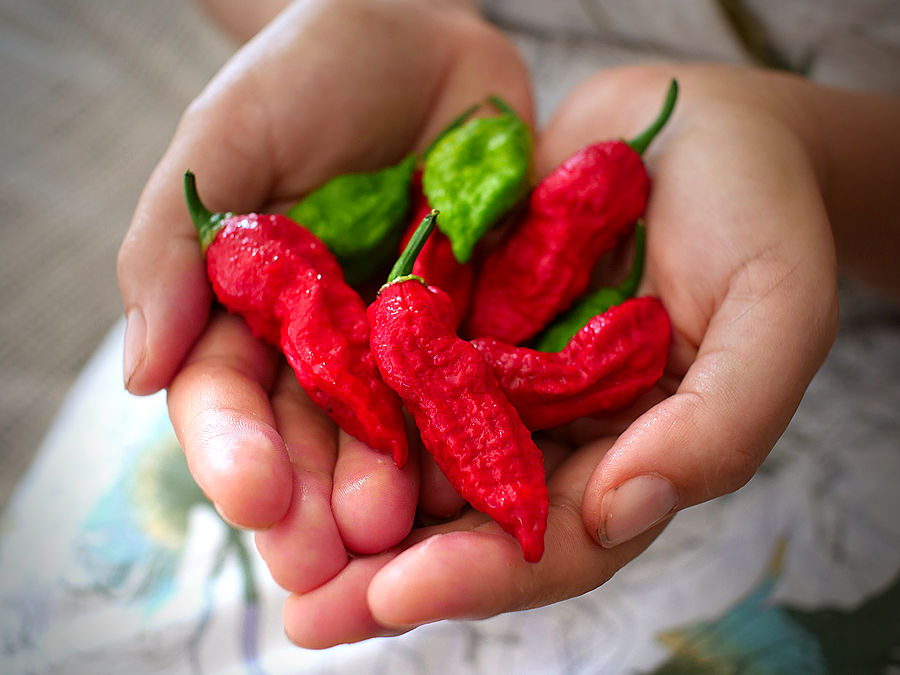 a handful of red bhut jolokia pods