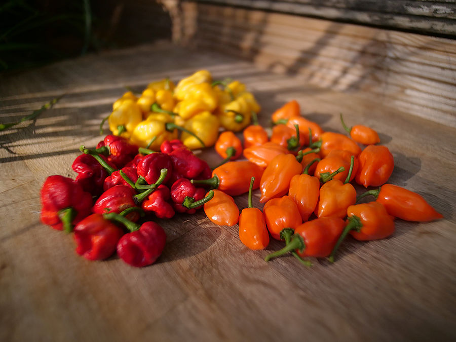 superhot chilli pods
