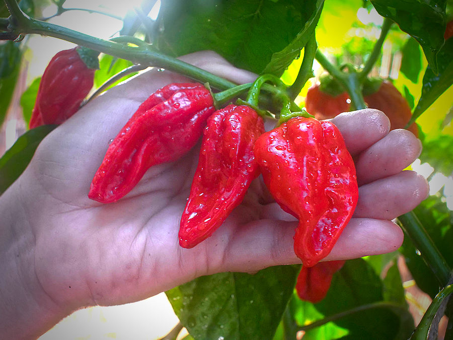 a bhut jolokia cross