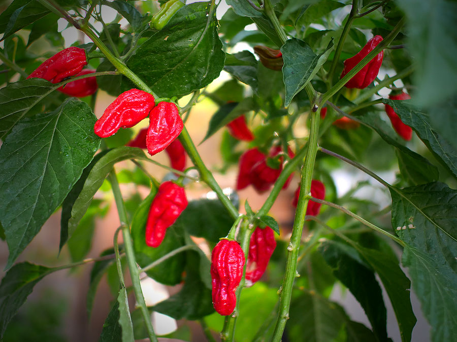 bhut jolokia corss with habanero