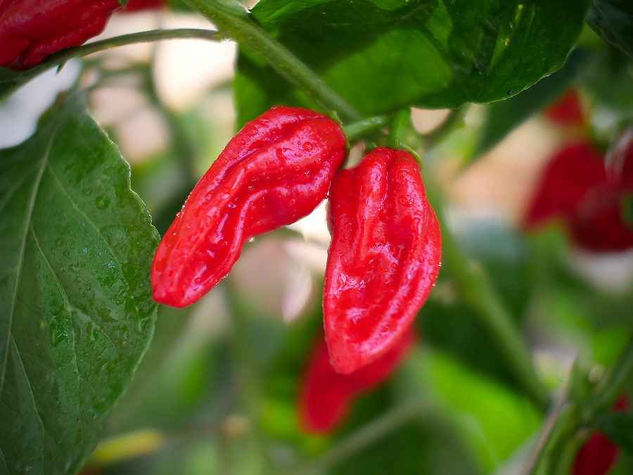 a bhut jolokia cross
