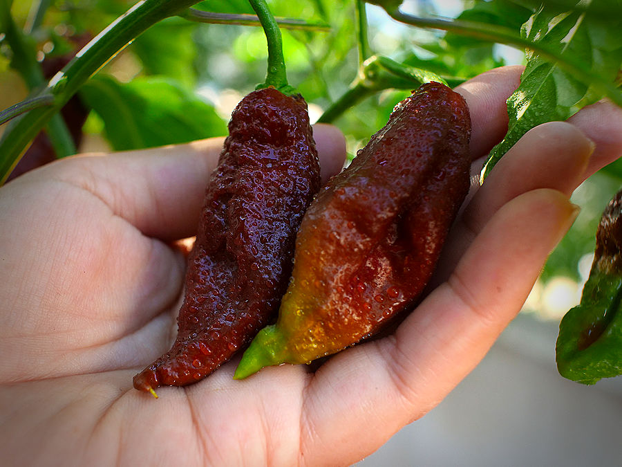 chocolate bhut jolokia pods