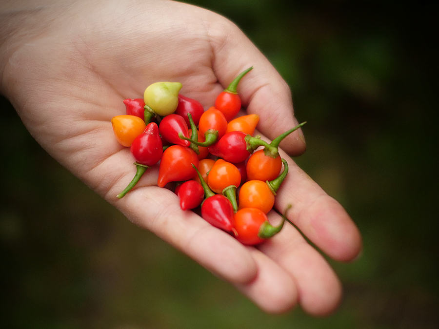 World of Chillies Biquinho chilli pods held in hand