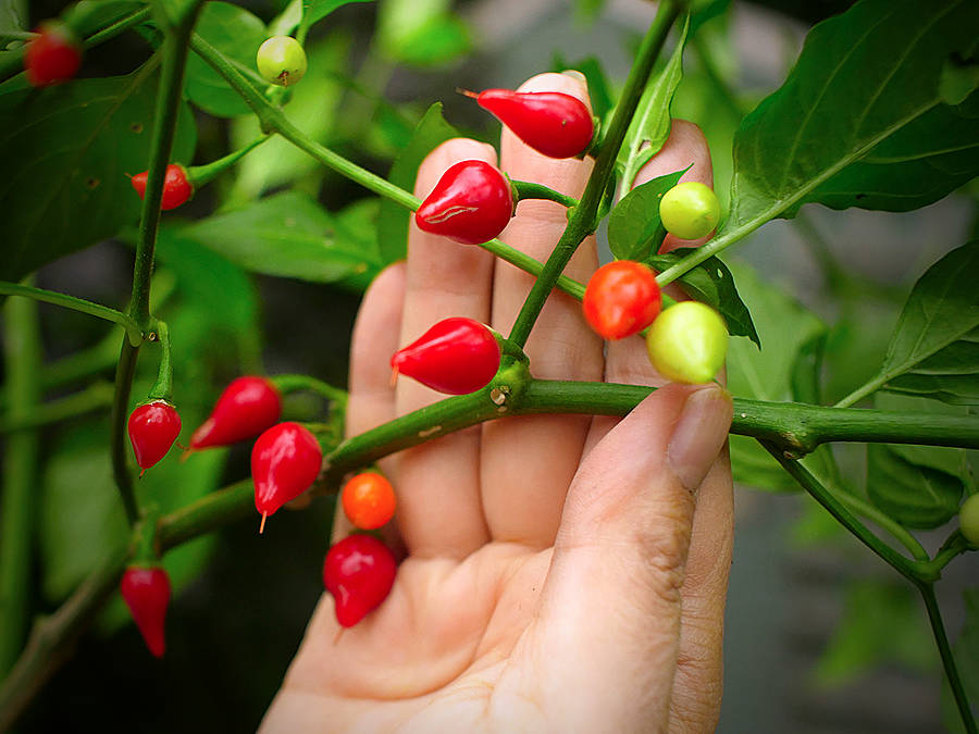 World of Chillies Biquinho chilli red and green pods on bush