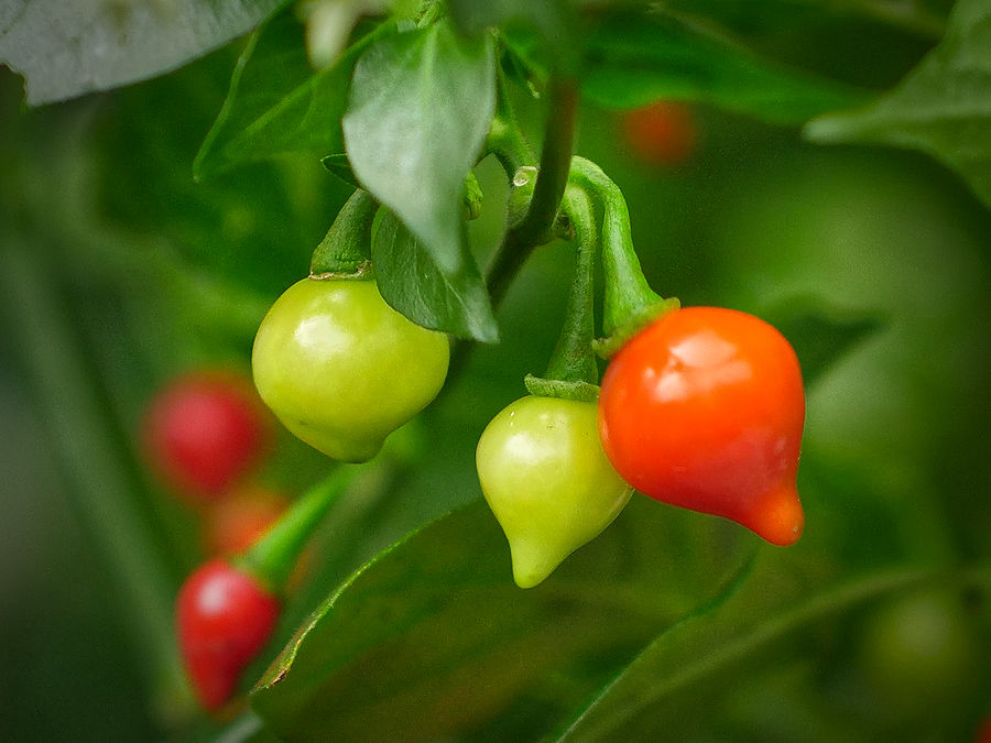 World of Chillies Biquinho chilli pods up close