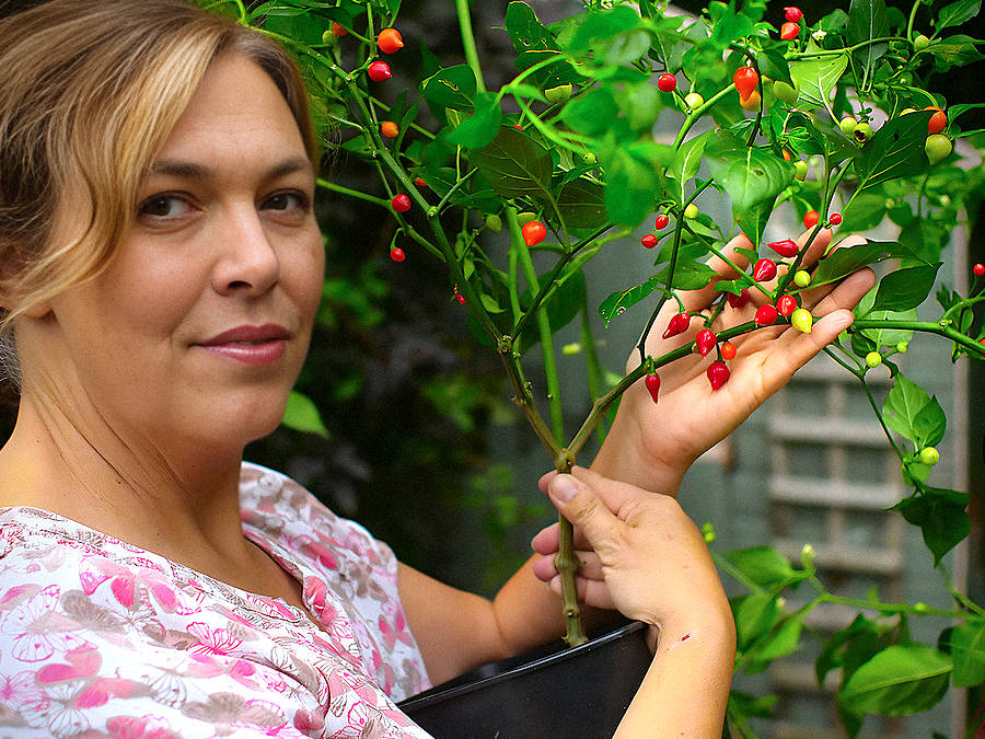 World of Chillies Biquinho chilli bush ripening fruit on bush