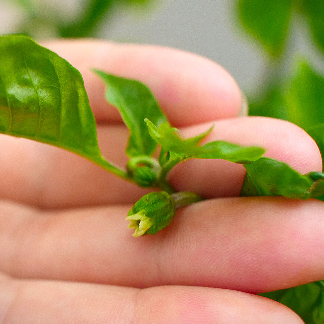 7 Pot Bubblegum Chilli