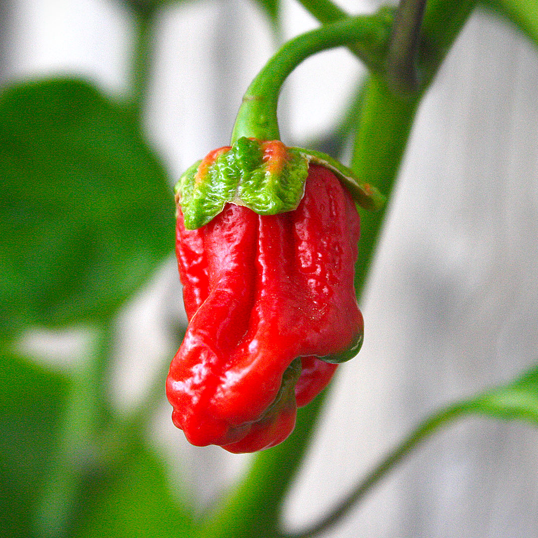 7 Pot Bubblegum Chilli