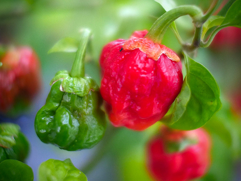 Pequin chili pods in hands