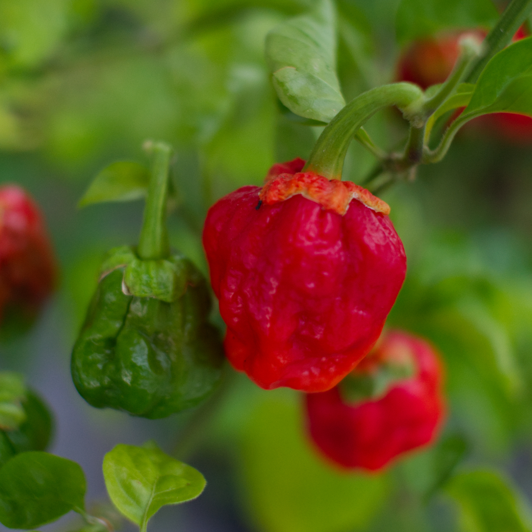 7 Pot Bubblegum Chilli