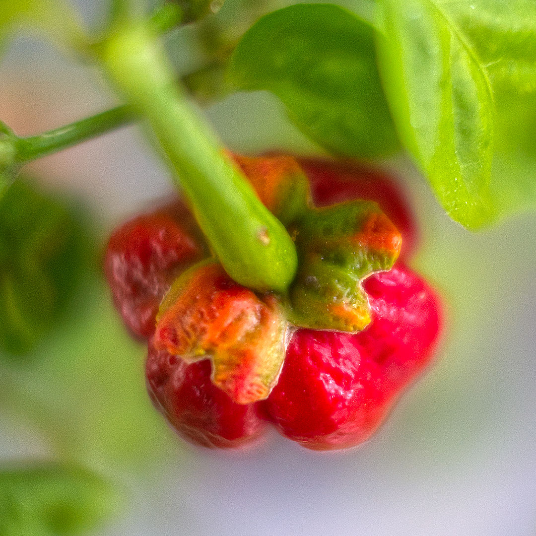 7 Pot Bubblegum Chilli