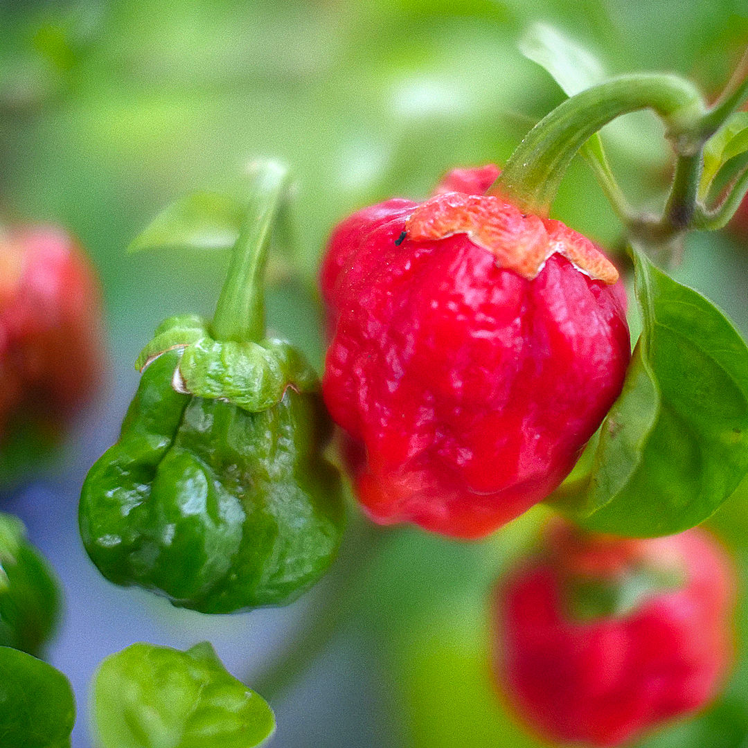 7 Pot Bubblegum Chilli