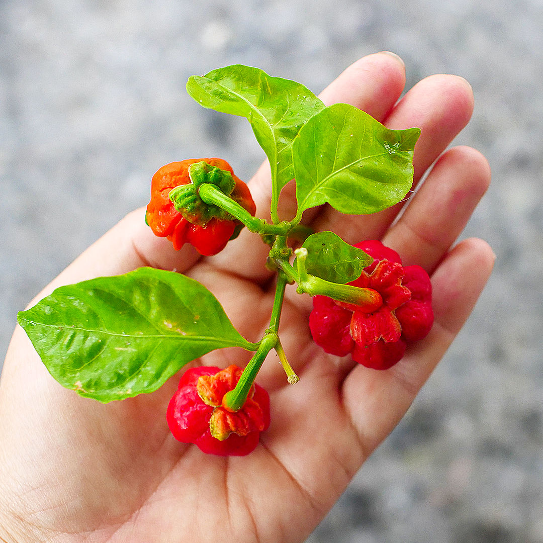 7 Pot Bubblegum Chilli