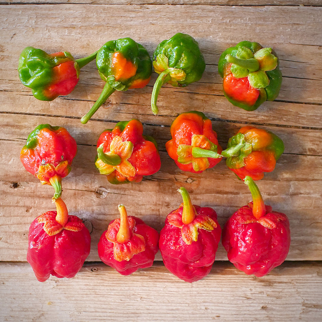 7 Pot Bubblegum Chilli