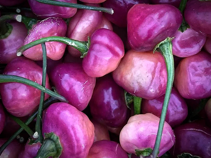 Cheiro Roxo chilli