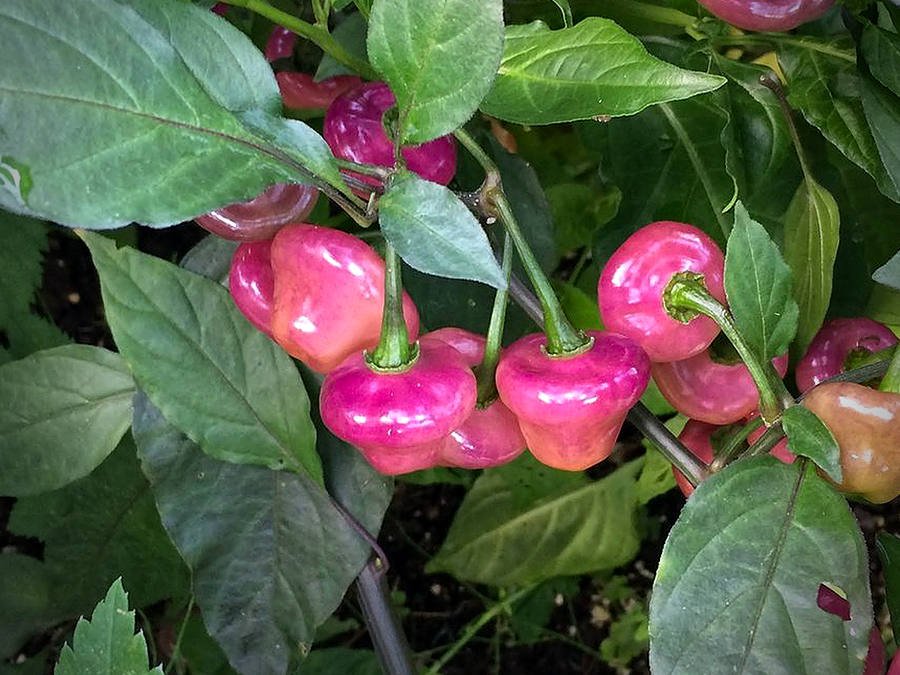 Cheiro Roxo chilli