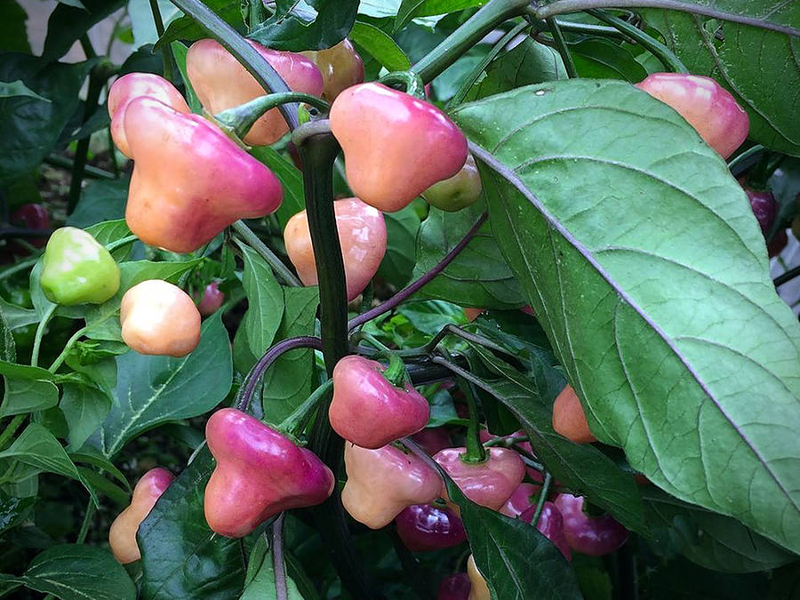 Cheiro Roxo chilli