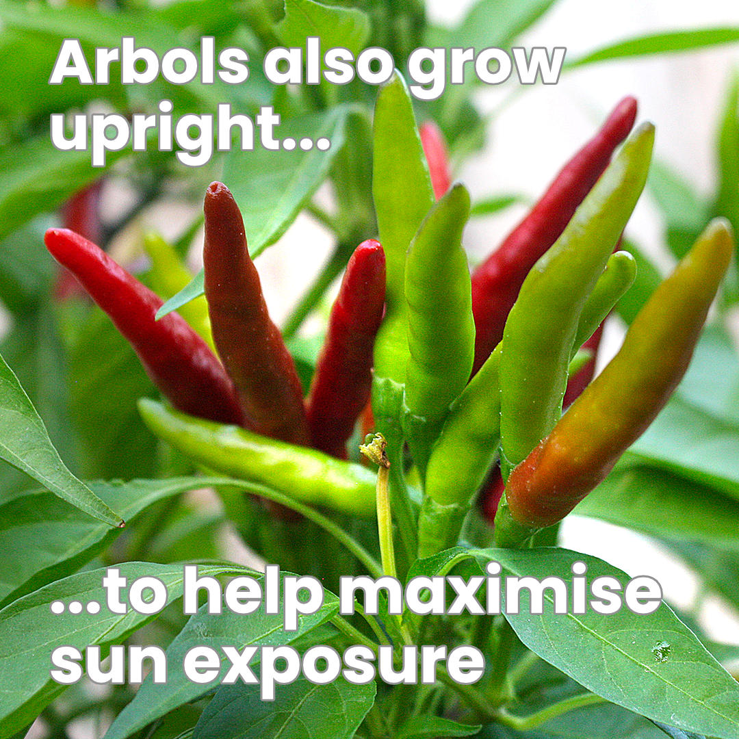 Chile de Árbol pods close up