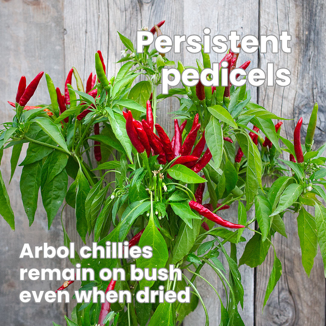 Chile de Árbol - the tree chilli