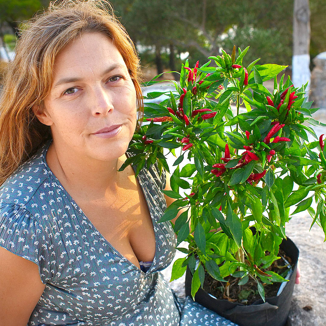 Chile de Árbol plant