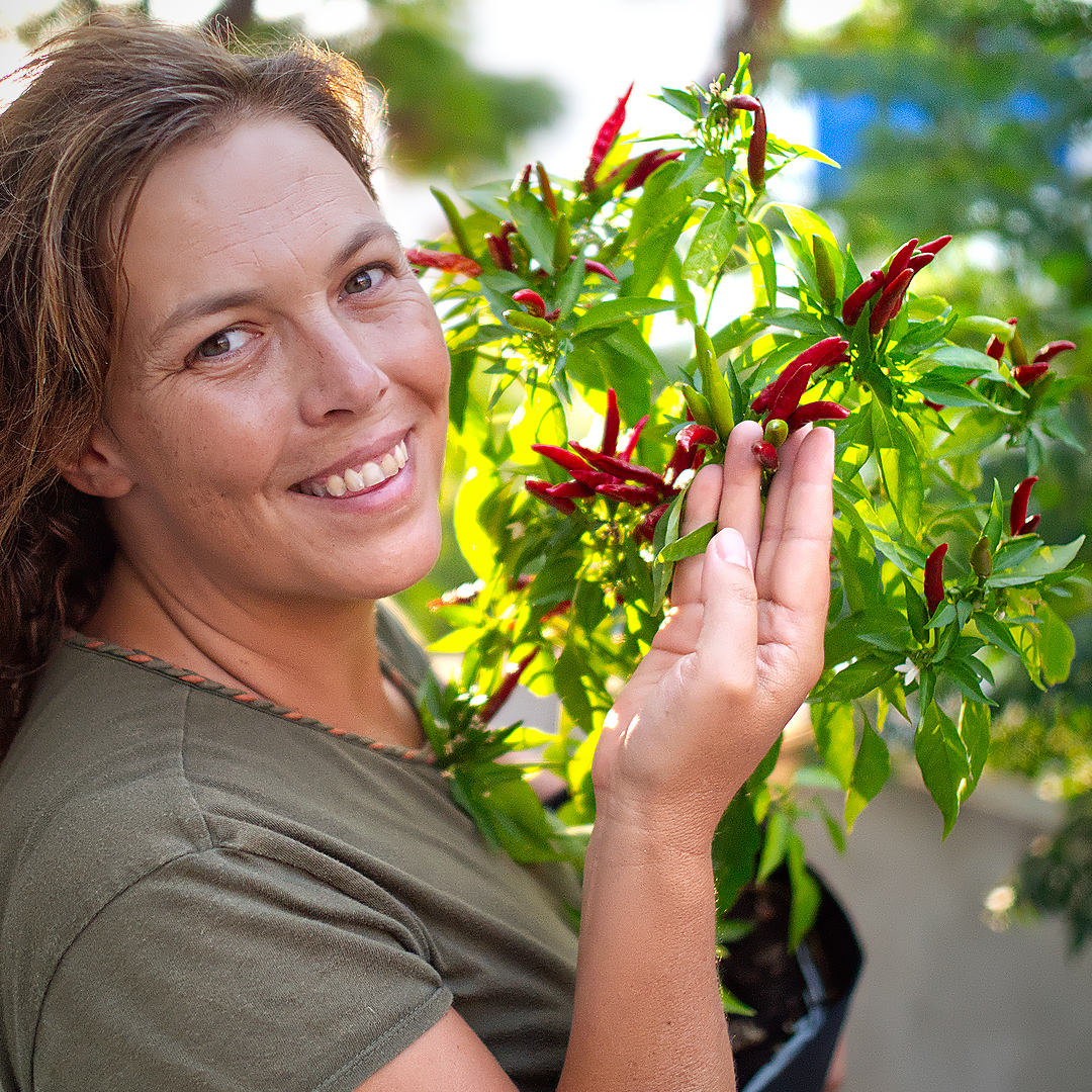 Chile de Árbol ornamental