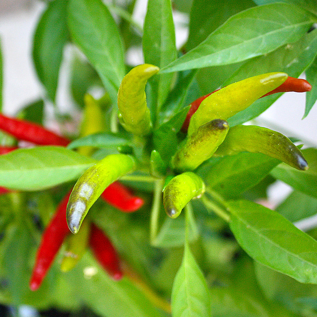 Chile de Árbol dramatic pods
