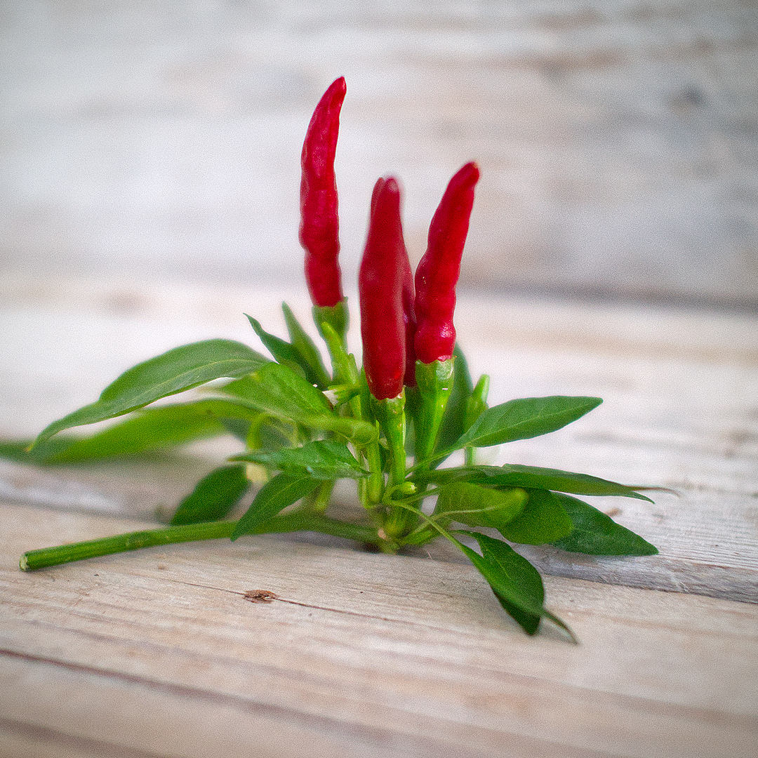 Chile de Árbol sprig