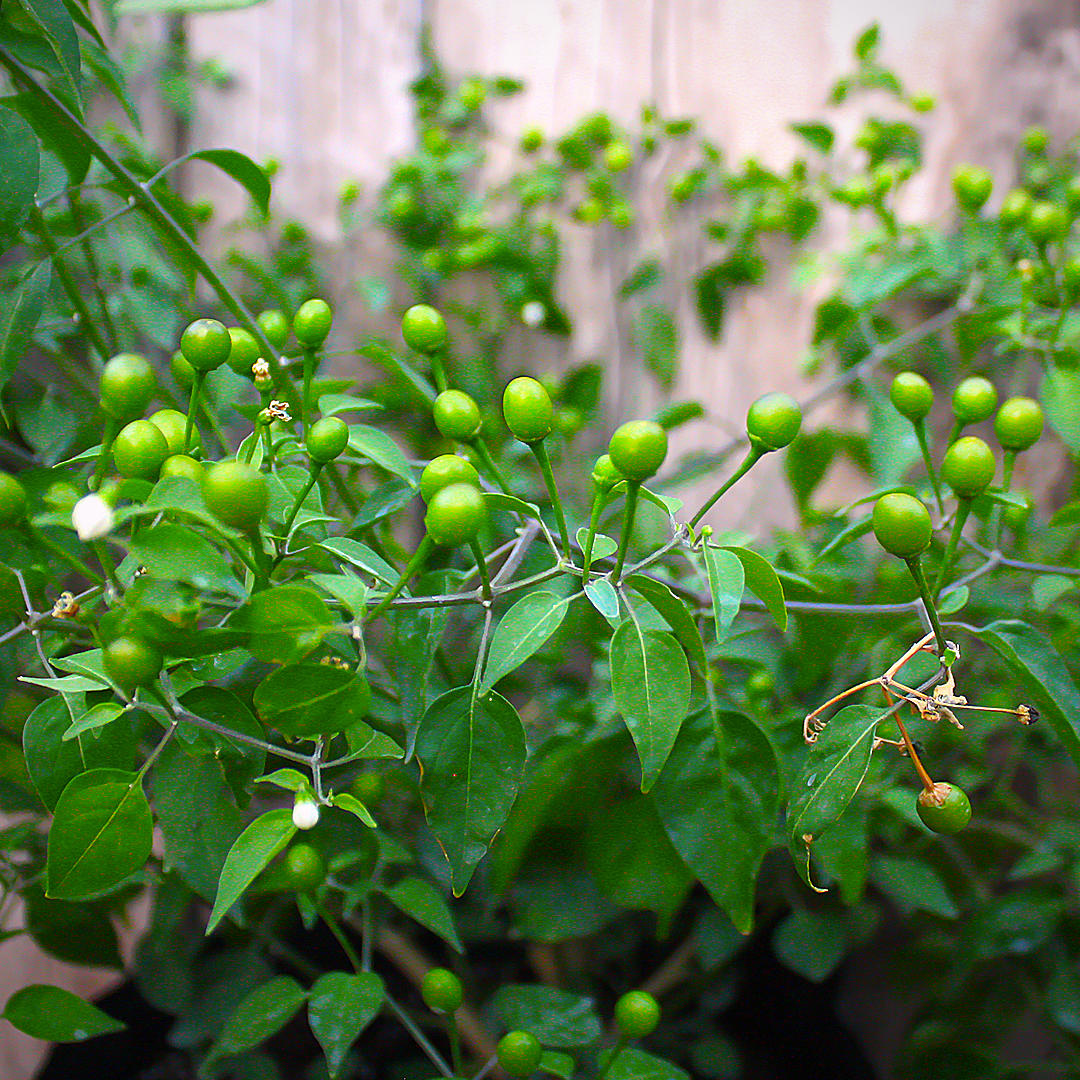 chiltepin chili green pods
