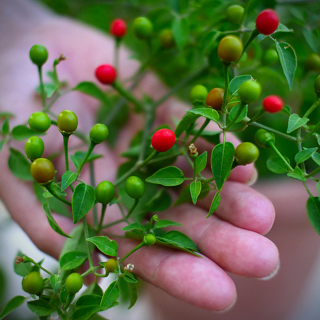 chiltepin chili sprig in hand