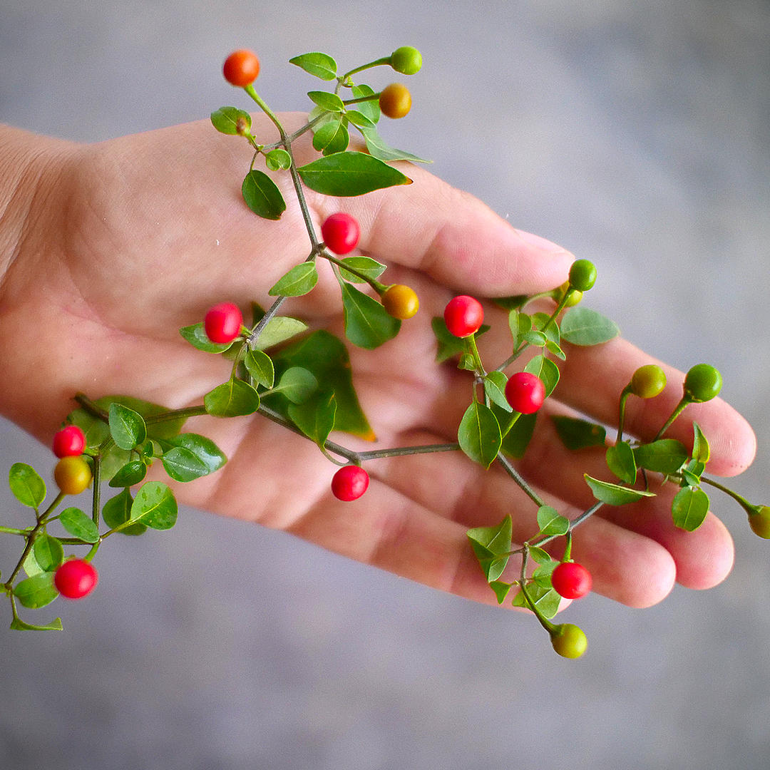 chiltepin chili pod sprig
