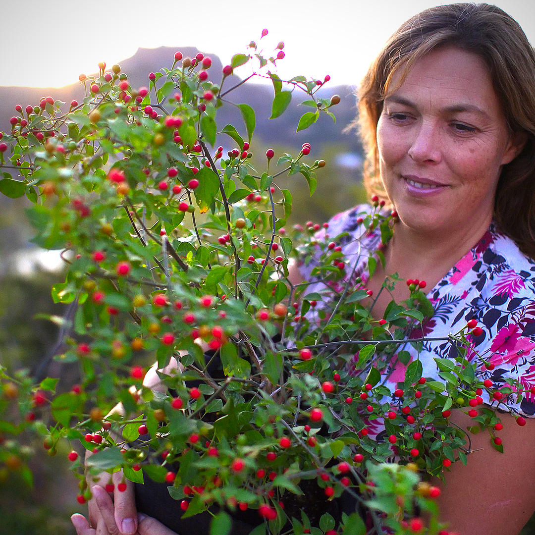 chiltepin chili pods in beautiful location