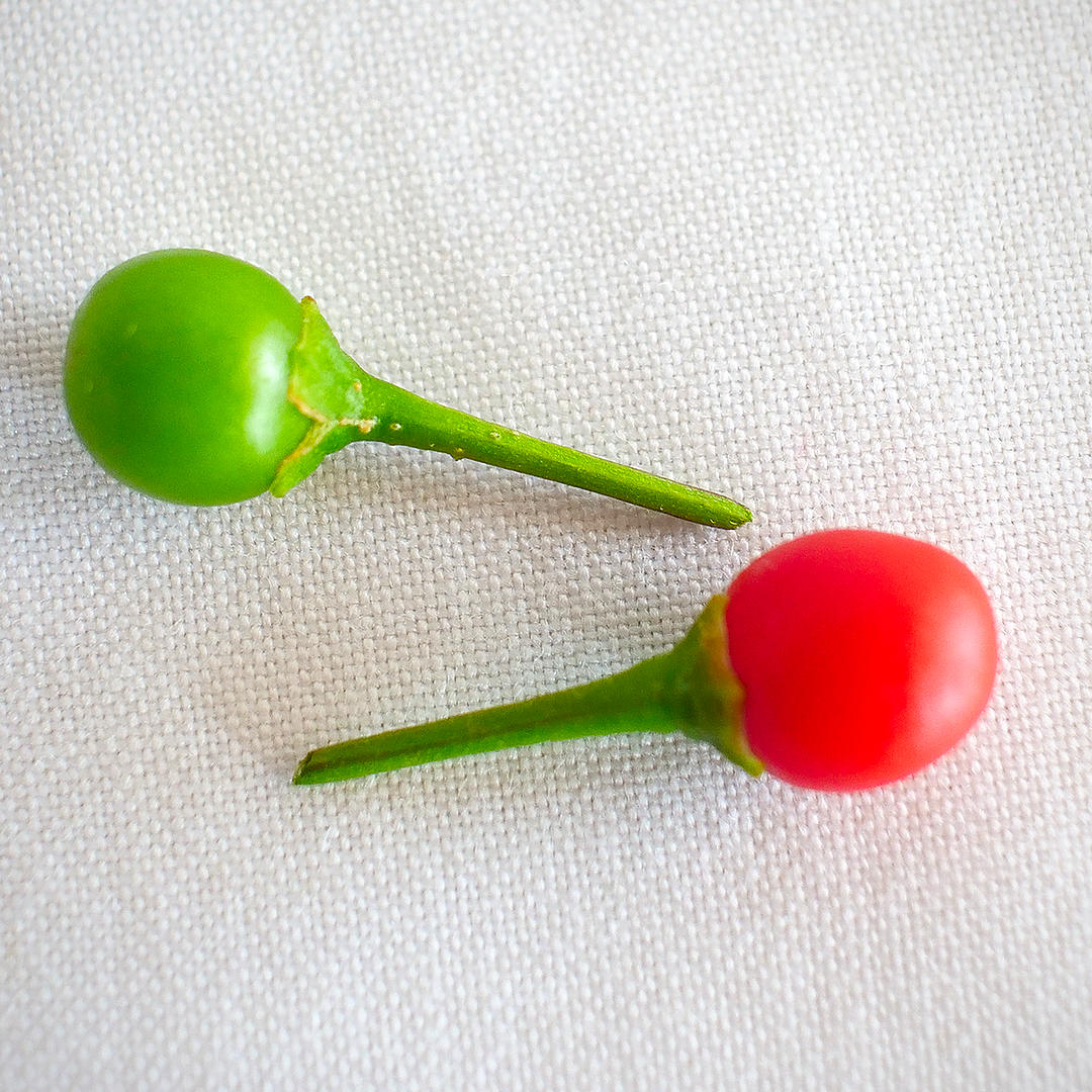 chiltepin chili pods