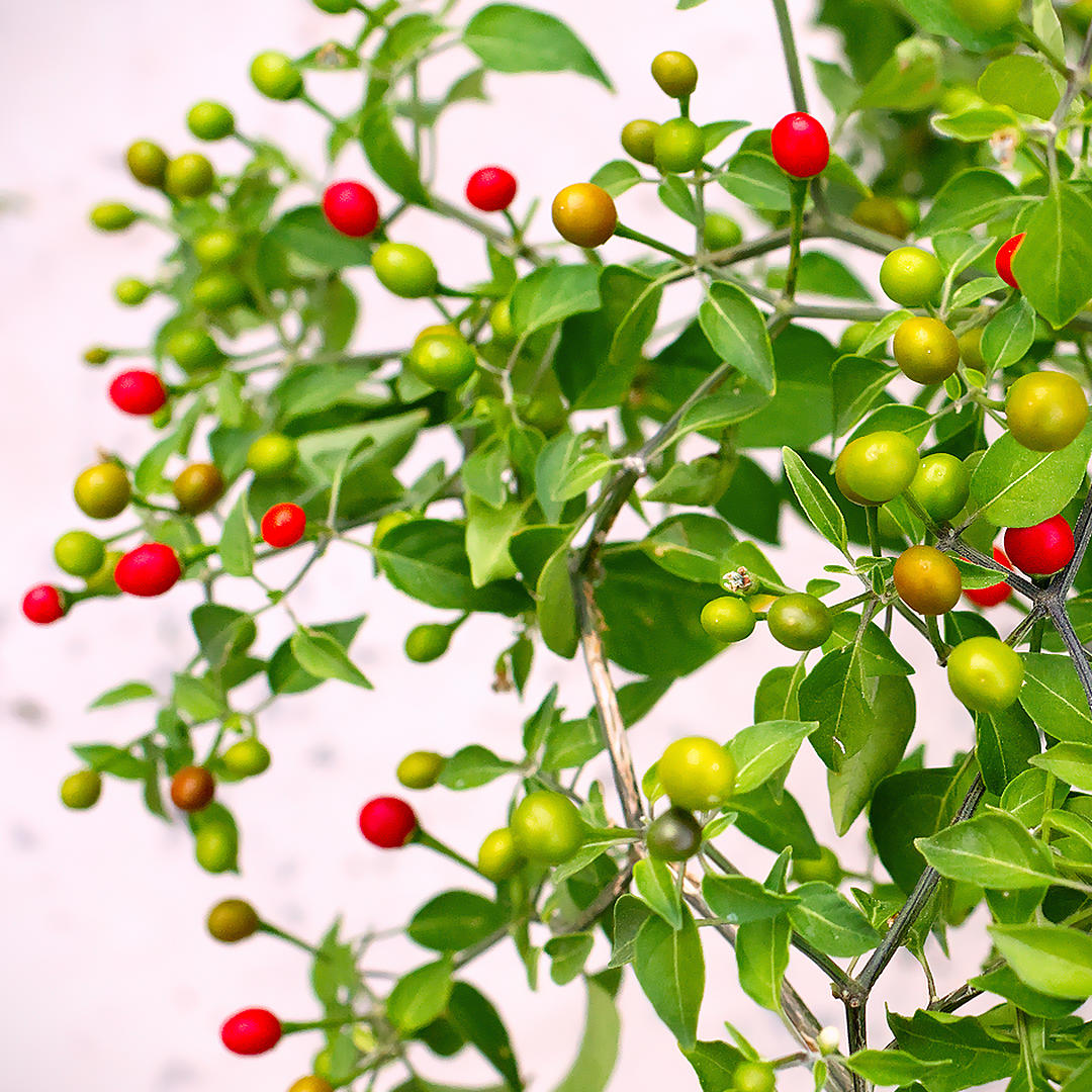 chiltepin chili plant