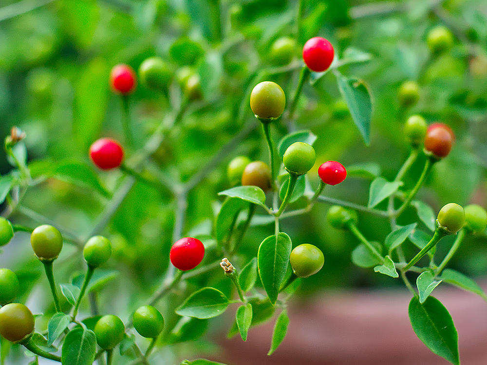 Chiltepin chilli bush