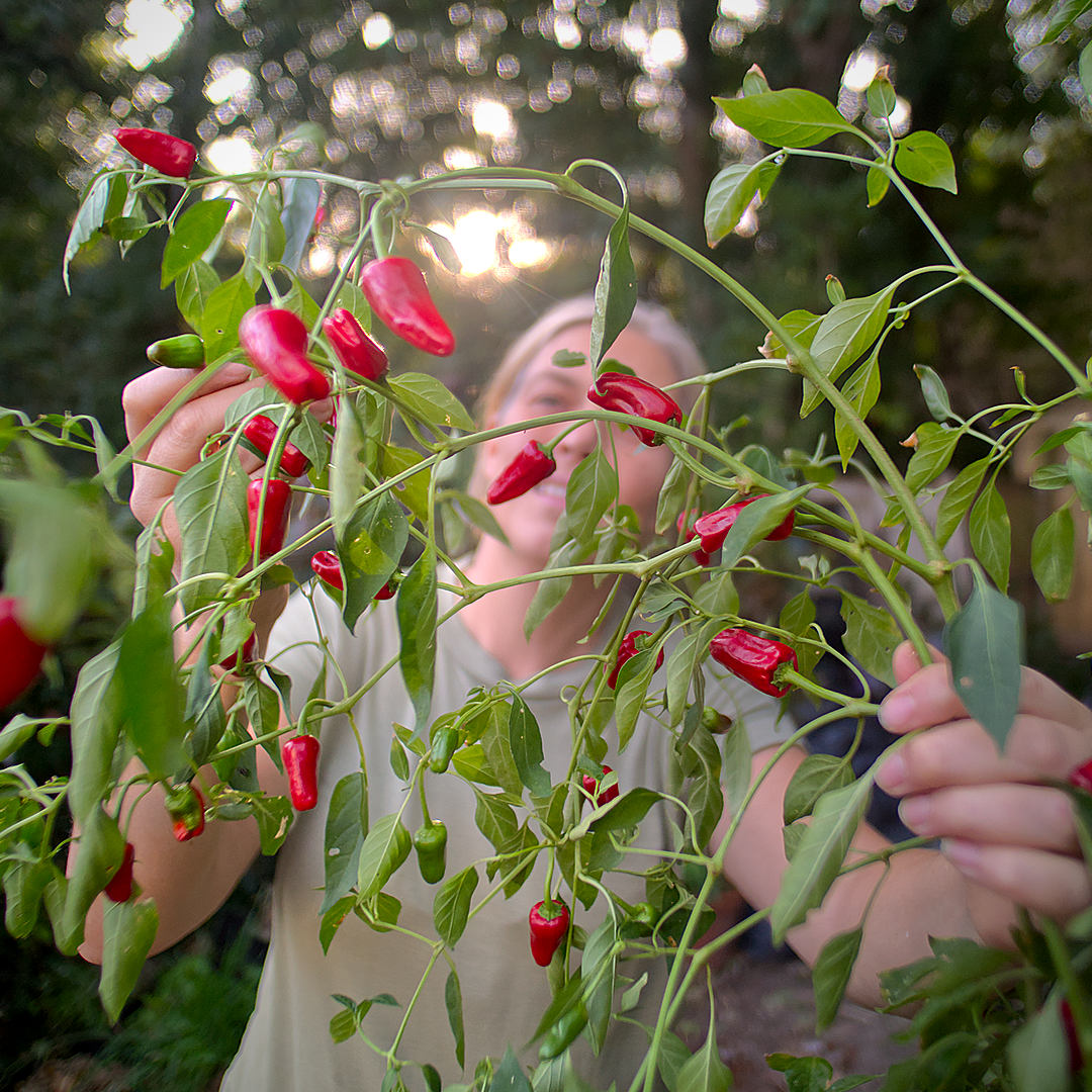 World of Chillies Chinese Facing Heaven chilli plant with upright pods