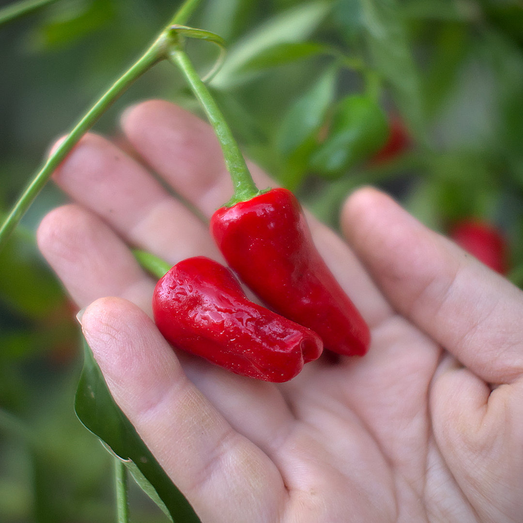 World of Chillies Chinese Facing Heaven chilli pods in hand
