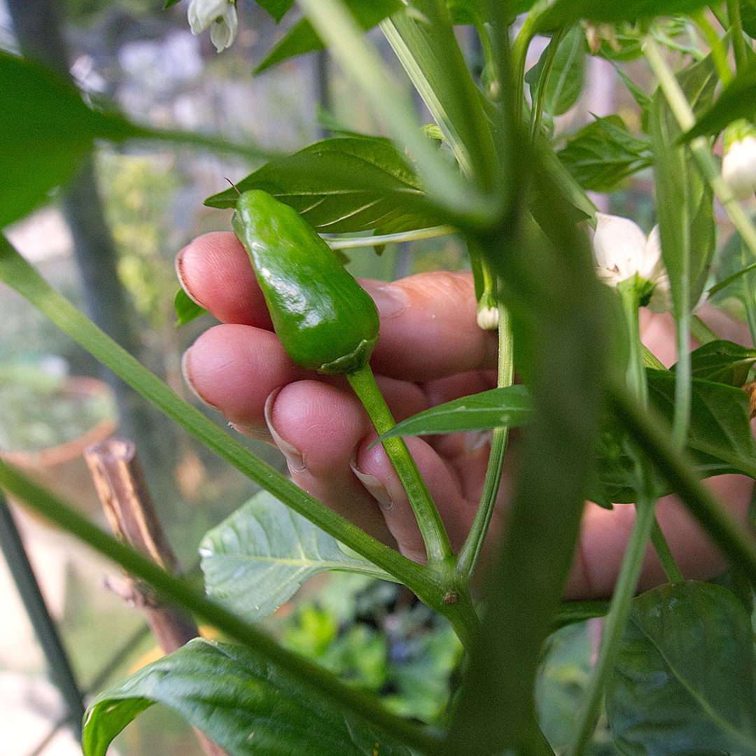 World of Chillies Chinese Facing Heaven chilli green pod on plant