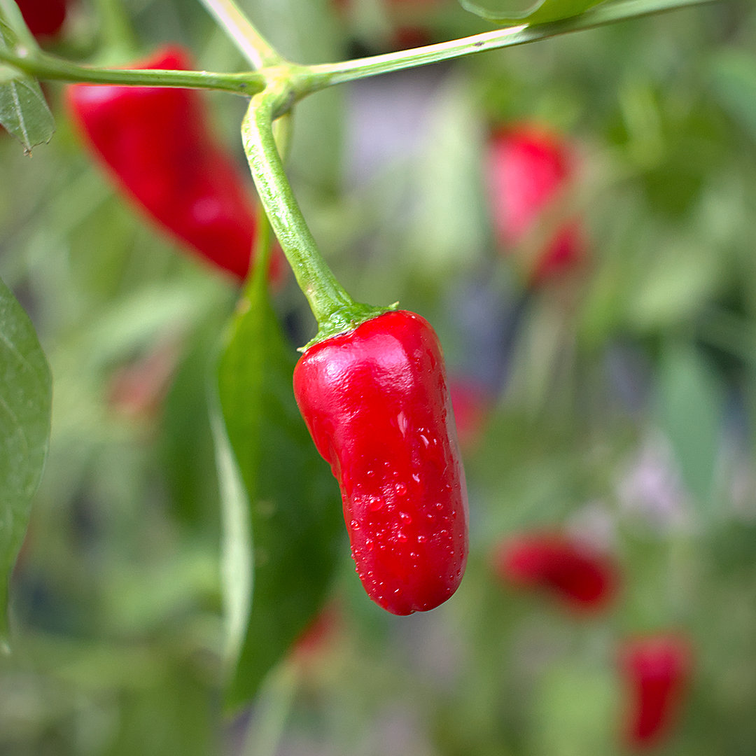 World of Chillies Chinese Facing Heaven chilli ripening pod