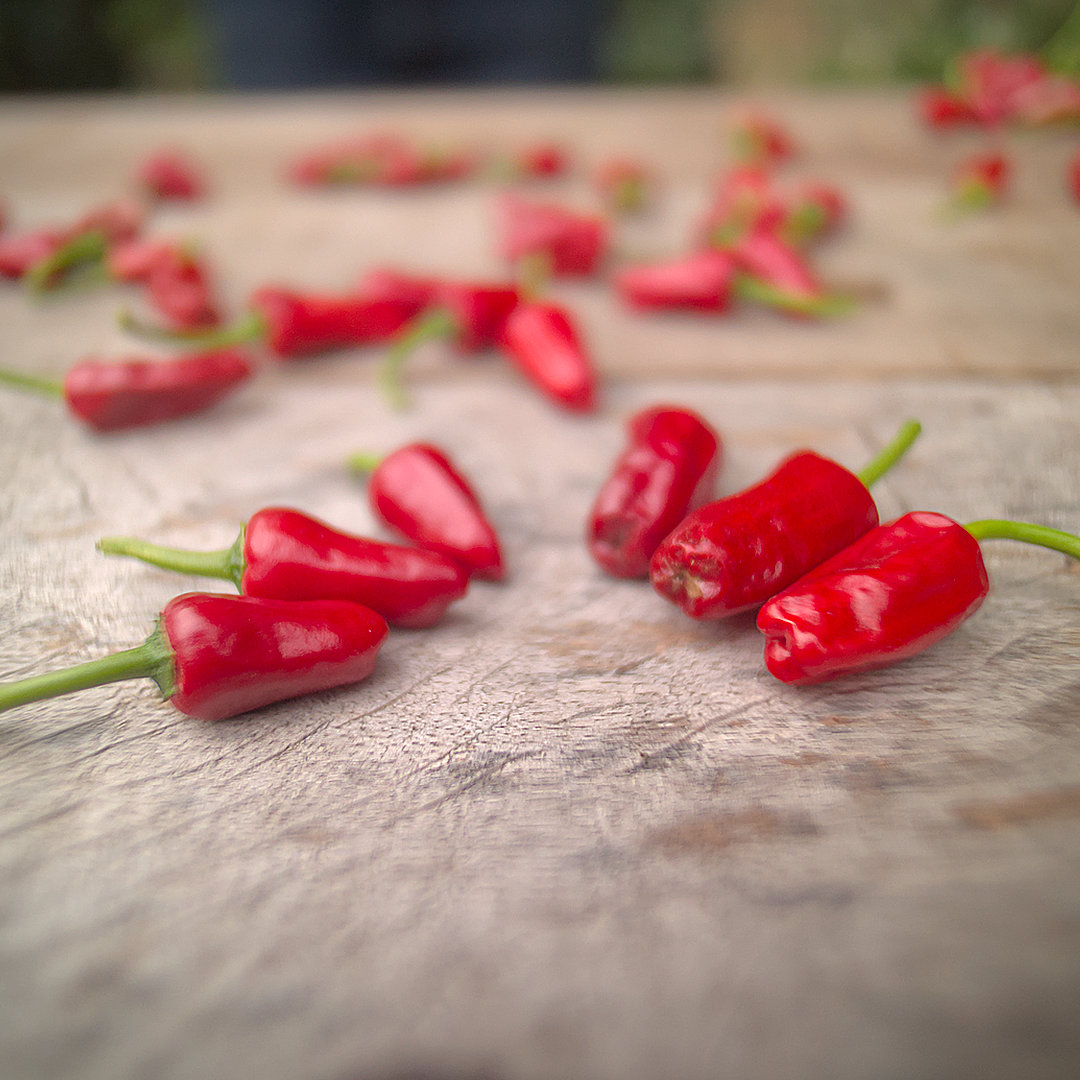 World of Chillies Chinese Facing Heaven chilli pods showing different maturity stages
