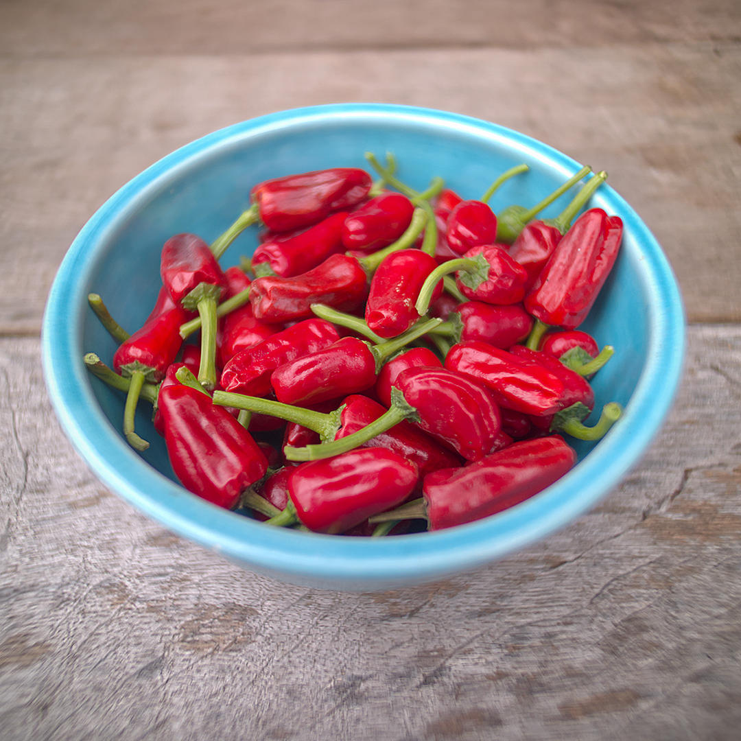World of Chillies Chinese Facing Heaven chilli harvest bowl