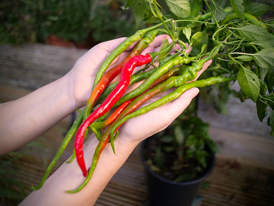 Chinese Space Chilli