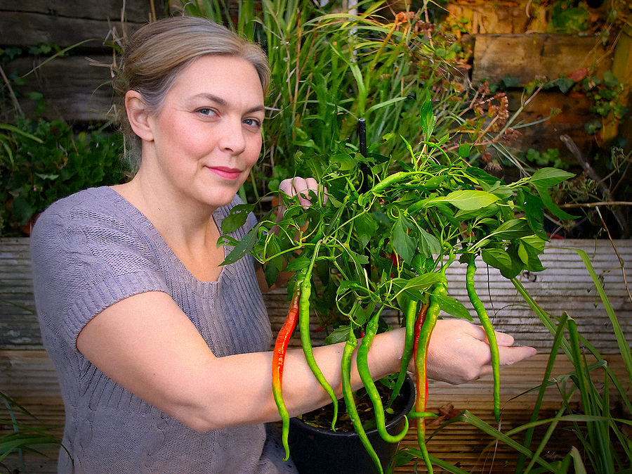 Chinese Space Chilli